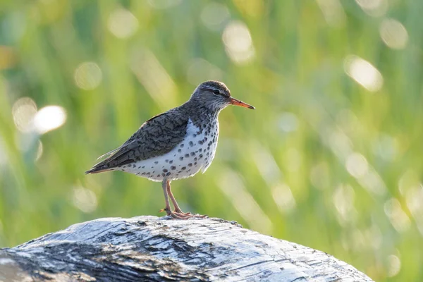 Spotted Sandpiper Bird Vancouver Canada Royalty Free Stock Images