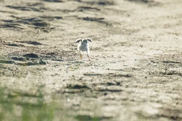Spottade Sandpiper Brud Fågel Vancouver Kanada Stockbild