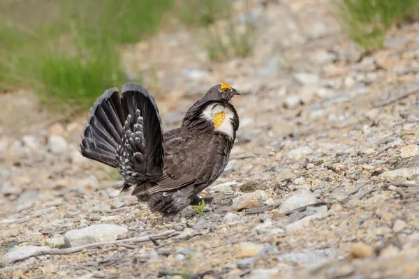 Чоловічий Птах Sooty Ванкувері Canada Стокове Зображення