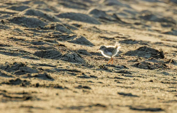 Pájaro Pollito Sandpiper Manchado Vancouver Canada Imágenes de stock libres de derechos