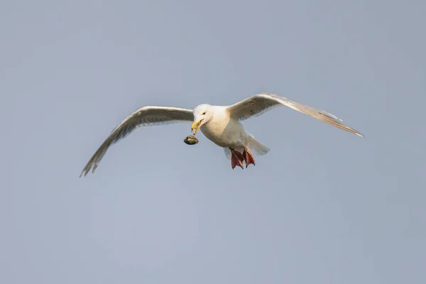 Seagull Πτώση Ένα Κέλυφος Στο Βανκούβερ Καναδά Εικόνα Αρχείου