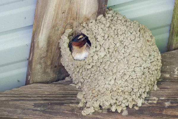 Vancouver Kanada Cliff Swallows Kuş Yuvası Telifsiz Stok Imajlar