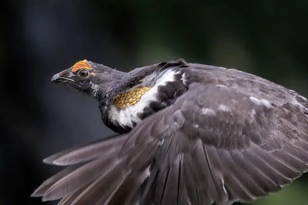 Mężczyzna Saoty Cietrzew Ptak Vancouver Kanada Zdjęcie Stockowe