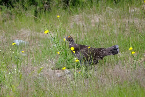 Чоловічий Птах Sooty Ванкувері Canada Ліцензійні Стокові Зображення