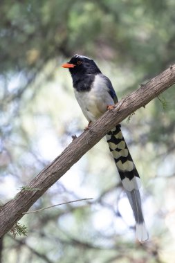 Pekin 'deki kırmızı gagalı Mavi Saksağan kuşu.