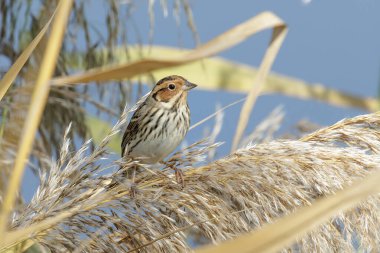Pekin 'deki küçük Bunting kuşu.