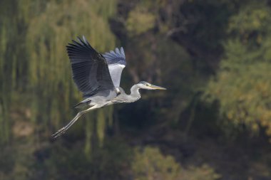 Pekin 'de uçan gri balıkçıl kuşu.