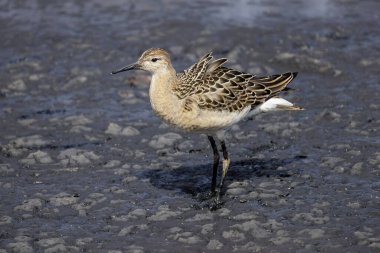 Ruff Sandpiper kuşu Vancouver BC Kanada 'da