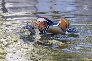 Pekin Çin 'de Mandarin ördek çiftleştirme kuşu