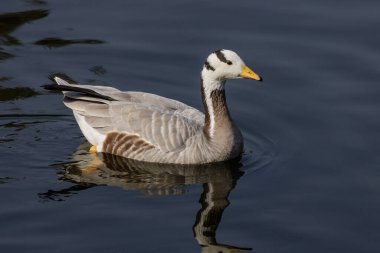 Bar headed Goose bird at Beijing China clipart