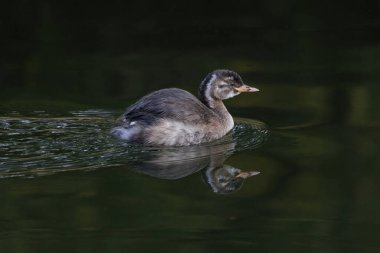 Pekin Çin 'de küçük bir kuş yavrusu.