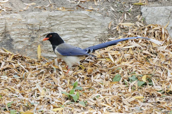 Red Billed Blue Magpie Bird Beijing China — Stock Photo, Image