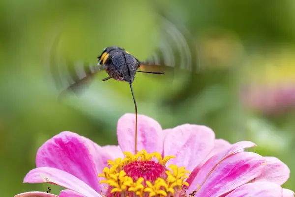 Kolibri Hök Mal Beijing Kina Stockbild
