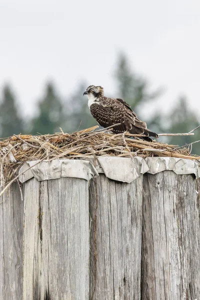 Pássaro Osprey Juvenil Vancouver Canadá Fotos De Bancos De Imagens Sem Royalties