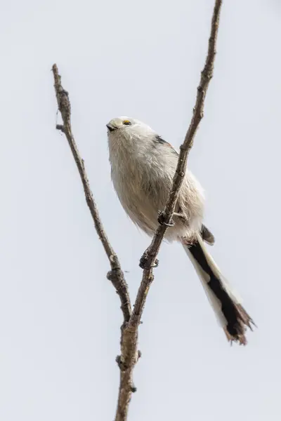 Long Tailed Tit Bird Beijing China Foto Stock