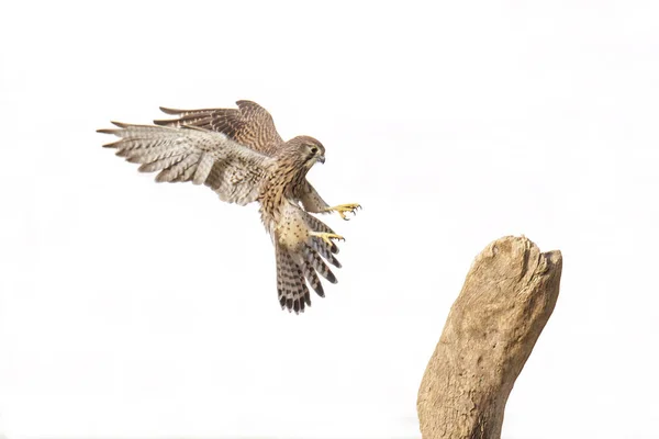 Eurazjatycki Ptak Kestrel Pekinie Zdjęcia Stockowe bez tantiem