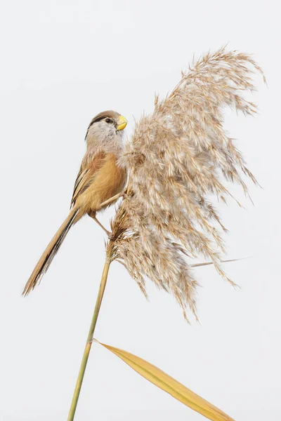 Reed Parrotbill Ptak Pekinie Obrazy Stockowe bez tantiem