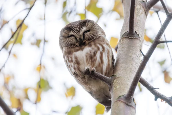 Noordelijke Zaagwhet Uil Vogel Bij Vancouver Canada Stockfoto