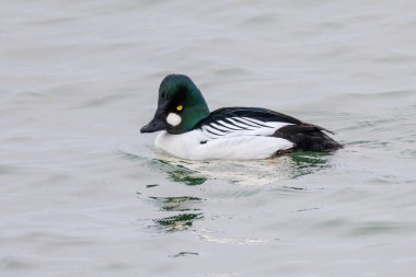 Common goldeneye duck bird at Vancouver BC Canada clipart