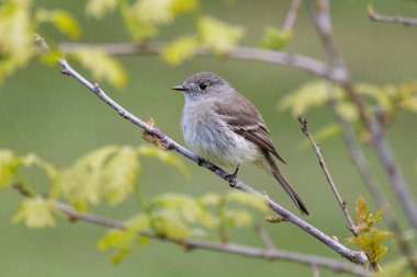 Vancouver BC Kanada 'da Dusky Flycatcher kuşu
