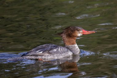 Vancouver Bc Kanada ortak merganser kuşa