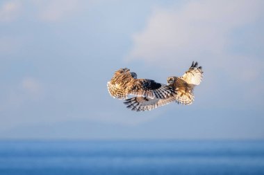 Vancouver BC Kanada 'da kısa kulaklı baykuş.
