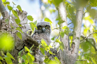 Büyük boynuzlu baykuş MÖ Vancouver Kanada 'da
