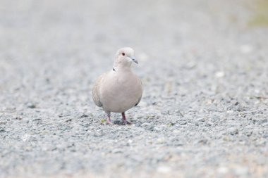 Avrasya yakalı güvercin kuşu MÖ Vancouver 'da Kanada