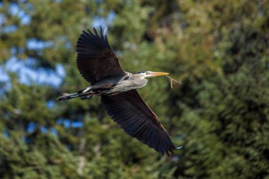 Vancouver BC Kanada 'da büyük mavi balıkçıl kuşuyla yuvalanmış.