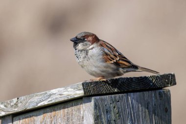 Vancouver BC Kanada 'da serçe kuşu