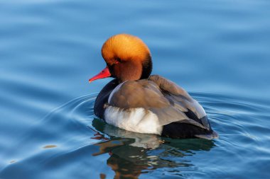 Red crested Pochard duck at Beijing China clipart