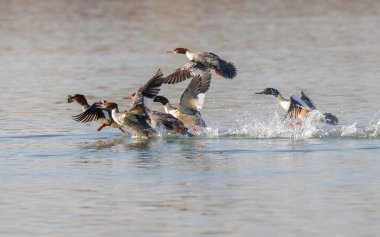 Pekin 'de yaygın bir Merganser kuşu.
