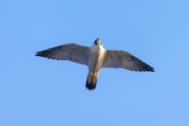 Pekin Çin 'de Peregrine Falcon kuşu