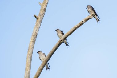 Vancouver Bc Kanada'da mor martin kuşu