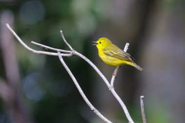 Vancouver BC Kanada 'da sarı bülbül