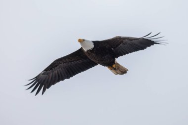 Vancouver Bc Kanada'da kel kartal kuş
