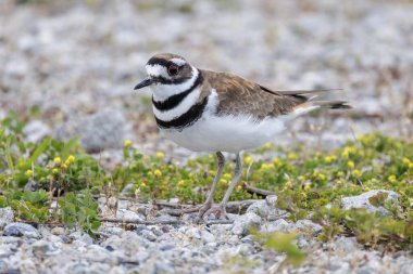 Kildeer'in kuş, Vancouver Bc Kanada