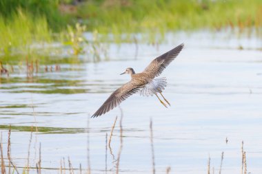 Vancouver BC Kanada 'da küçük sarı bacaklı kuş