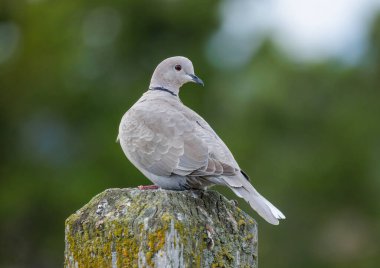 Avrasya yakalı güvercin kuşu MÖ Vancouver 'da Kanada