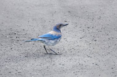 Kaliforniya, Vancouver BC Kanada 'da Jay Bird' ü temizledi.