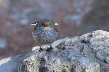 Pekin Çin 'deki Tesisatçı Kızılağaç kuşu