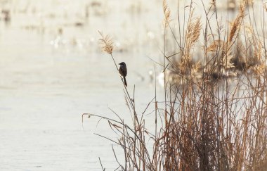 Pekin 'de uzun kuyruklu Shrike kuşu