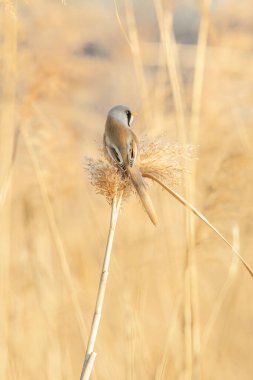 Pekin 'de sakallı Reedling kuşu.