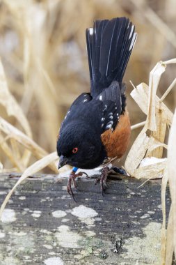 towhee kuş Vancouver Bc Kanada benekli.