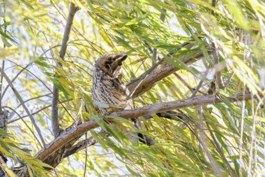 Pekin 'de uzun kulaklı baykuş.