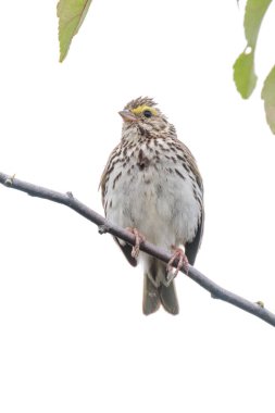 Vancouver BC Kanada 'da Savannah serçe kuşu