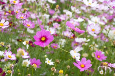 Beautiful cosmos flowers blooming in the garden.Beautiful spring flowers 