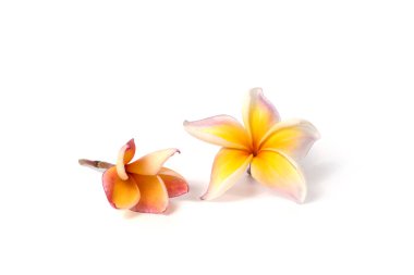 Güzel Plumeria çiçekleri beyaz arka planda izole edilmiş.