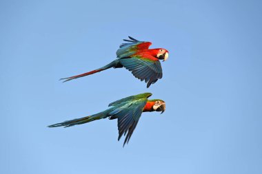 beautiful Macaw is flying in the sky, Freedom concept