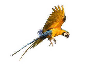 A beautiful Macaw is flying in the sky, Freedom concept
